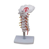 Cervical
