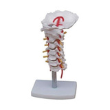 Coluna Vertebral Cervical