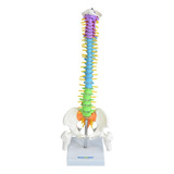 Coluna Vertebral Colorida E Flexível De 40 Cm Com Base