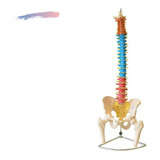 Coluna Vertebral Colorida Flexível C/ Cabeça