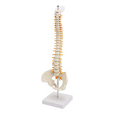 Coluna Vertebral Esqueleto - Anatomia Humana - 45cm