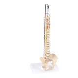 Coluna Vertebral Flexível. Anatômico Humano. Para