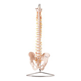 Anatomic