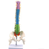 Coluna Vertebral Flexível Colorida, Modo Anatômico, Coluna V