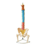 Anatomic