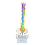 Coluna Vertebral Flexível E Colorida De 40cm De Altura