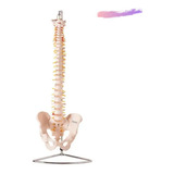 Coluna Vertebral Flexível Tamanho Natural 70cm