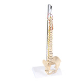 Coluna Vertebral Humana Para Estudo/ Modelo