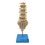 Coluna Vertebral Lombar, Anatomia
