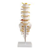 Coluna Vertebral Lombar Anatomia Humana - Modelo Anatômico