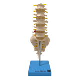 Coluna Vertebral Lombar Esqueleto Anatomia