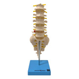 Coluna Vertebral Lombar Esqueleto Anatomia