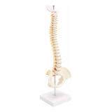 Coluna Vertebral Suporte Flexível Lombar