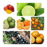 Combo -9 Frutíferas Enxertadas+ 1 Jabuticaba