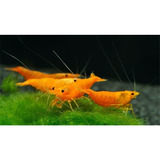 Combo Camarão Neocaridina Orange Sakura / Red Cherry (4 Un)