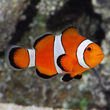 Pq