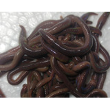Combo Larvas Bichinho Da Laranja E Minhocas Africanas 