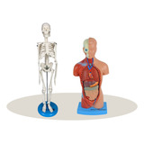 Combo Torso 28 Cm Assexuado + Esqueleto Humano Com 45 Cm 