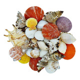Conchas Do Mar Natural Pacote 400
