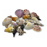 Conchas Marinhas Naturais Pacote Conchas Mix P/ Decoração