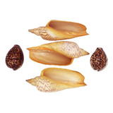 Conchas Marinhas Para Massagens - 5