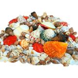 Conchas Mix Mar Naturais