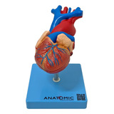 Coração Humano Tamanho Natural 2 Partes Anatomia