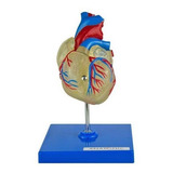 Coração Humano Transparente Em 2 Partes Anatomia