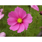 Cosmos De Jardim Sortido - 10g = 1.300 Sementes Aproximado