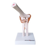Cotovelo Modelo Anatomico Com Articulação E Ligamentos
