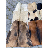 Cavalo