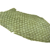 Couro/pele Tilápia/peixe Verde Musgo (5 Pçs)