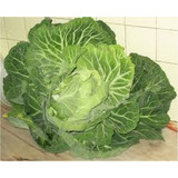  Couve Tronchuda Portuguesa 10g = 2.750 Sementes Aprox