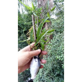  Crajiru, Pariri, Cipó Cruz Amazônia Apoio Permanente C Prof