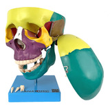 Crânio Anatômico Colorido Em 5 Partes
