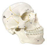 Cranio Anatomico Em 2 Partes