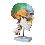 Crânio Cabeça Anatômica Cervical Anatomia Modelo Anatômico