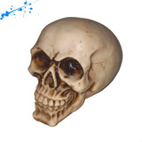 Crânio Cabeça Caveira Esqueleto Decoração Halloween