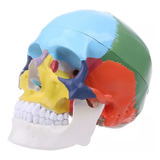 Crânio Cabeça Humano Colorido Modelo De