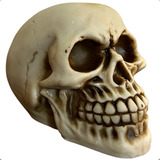 Cranio Caveira Resina Newton Gr Anatomia