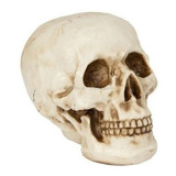 Cranio Caveira Resina Tamanho Real Anatomia Humana Decoração