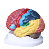 Crânio Cérebro Didático Modelo Anatômico Estudo