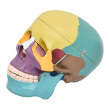 Crânio Colorido C/ Mandíbula Móvel Anatomia Humana Estudo
