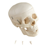 Crânio Com 3 Partes 3 Dentes Removíveis Modelo Anatômico