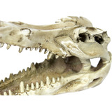 Cranio Crocodilo 13 8x8