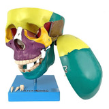 Crânio Didático Colorido, Em 5 Partes