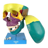 Crânio Didático Colorido Em 5 Partes Anatomia Humana Estudo