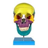 Cranio Didatico Colorido Tamanho Natural 5 Partes Anatomic
