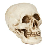 Cranio Humano Caveira Resina Decoração Replica
