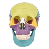 Crânio Humano Colorido Móvel E Dentes